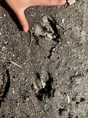 Odocoileus hemionus columbianus