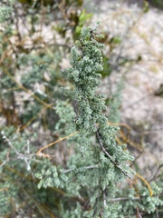 Asparagus capensis