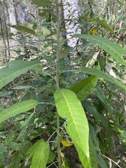 Astrotricha latifolia