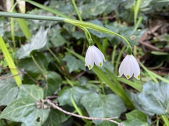 Leucojum aestivum