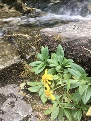 Arnica lanceolata