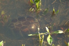 Kinosternon subrubrum