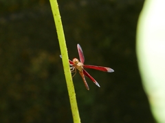 Neurothemis fluctuans