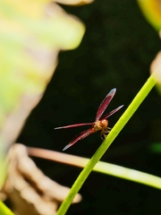 Neurothemis fluctuans