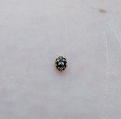 Coccinellinae