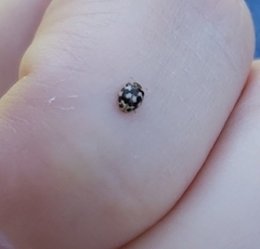 Coccinellinae