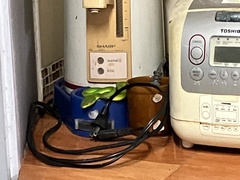 Trimeresurus albolabris