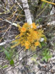 Teloschistes puber