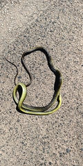 Dendrelaphis punctulatus