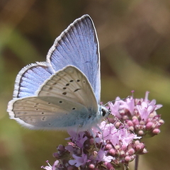 Polyommatus daphnis