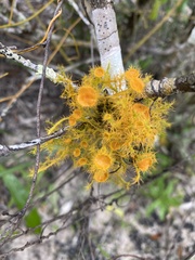 Teloschistes puber