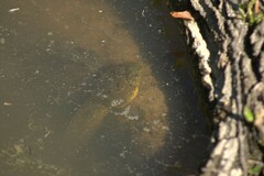 Lithobates catesbeianus
