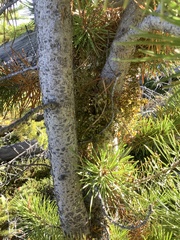 Arceuthobium americanum