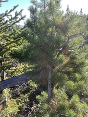 Arceuthobium americanum