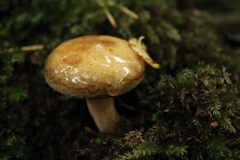 Paxillus