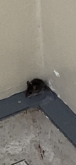 Rodentia
