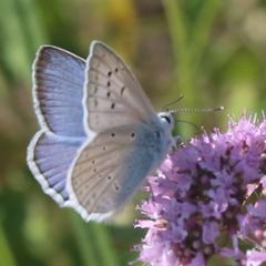 Polyommatus daphnis