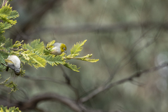 Zosterops lateralis lateralis