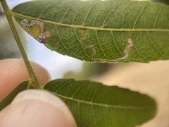Stigmella longisacca