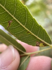 Stigmella longisacca