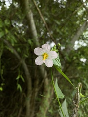 Kosteletzkya depressa