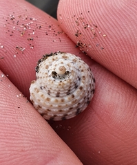 Coelotrochus tiaratus