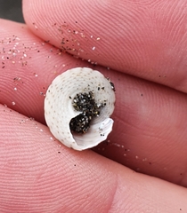 Coelotrochus tiaratus