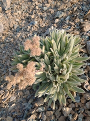 Phacelia hastata
