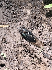 Neotibicen lyricen