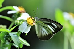 Appias lyncida eleonora