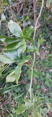 Passiflora caerulea