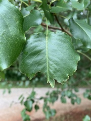 Pyrus