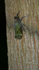 Enchophora pyrrhocrypta