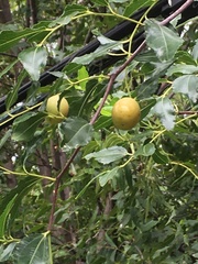 Ziziphus jujuba