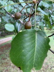 Pyrus