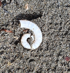 Spirula spirula