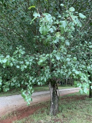 Pyrus
