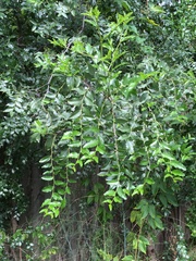 Ziziphus jujuba