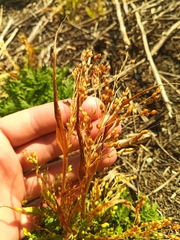 Panicum miliaceum ruderale