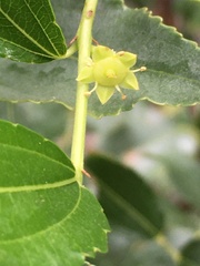 Ziziphus jujuba