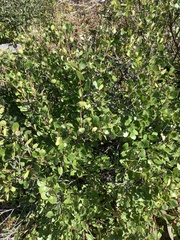 Betula glandulosa