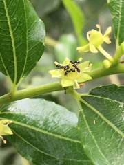 Ziziphus jujuba