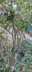 Passiflora caerulea