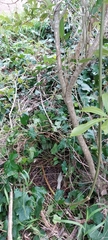 Passiflora caerulea