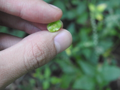 Schizomyia eupatoriflorae