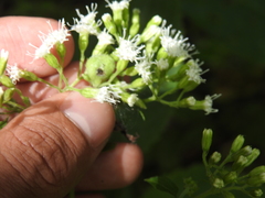 Schizomyia eupatoriflorae