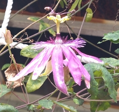 Passifloraceae