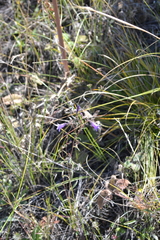 Campanula sibirica