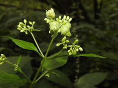 Schizomyia eupatoriflorae
