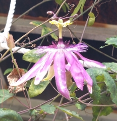 Passifloraceae